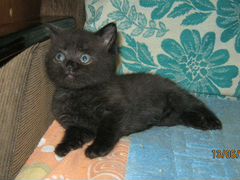 Черный-красивый,котенок-мальчик по кличке Айнанэ