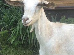 Продаётся дойная Нубийская коза