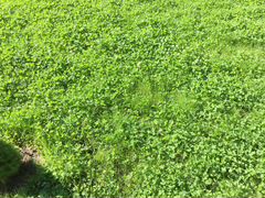 Свежескошенная трава, клевер