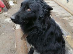 Черный беспородный пес, около 3 лет