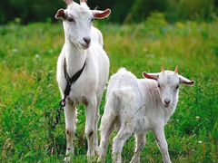 Две дойные козы
