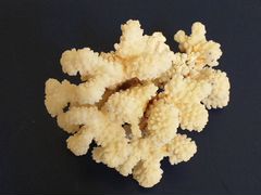 Коралл балянус