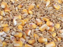 Зерно Пшеница Кукуруза