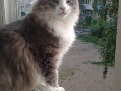 Молодой сибирский кот ищет дом
