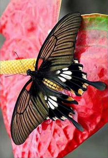 Живые тропические бабочки Черный Меченосец