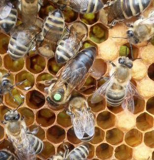 Пчеломатки: Карпатка, Бакфаст