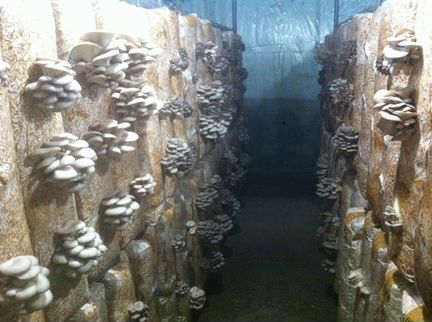 Пороизводство грибов вешенка