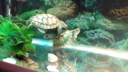 Черепахи краснаухие