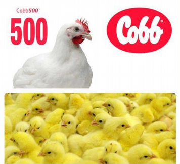 Цыплята бройлеры Cobb-500 (Чехия)