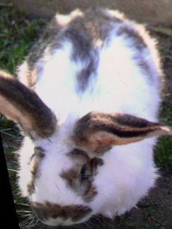 Кролики крупных пород Ризен, Фландер