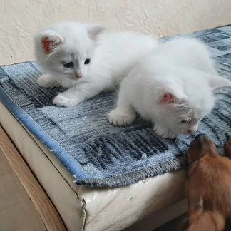 Белые персидские котята