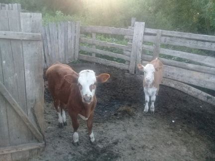 2 теленка,2 коровы,мотоблок
