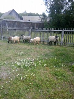 Овцы романовской 5 штук 4 овцы и баран цена за все