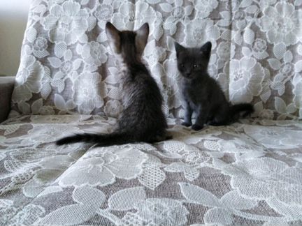 Шотланско-бамбейские котята