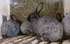 Кролики 5 мес (обмен)