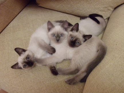 Три сиамских котенка