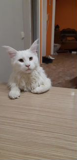 Кот мейн-кун ждёт даму на вязку (без оплаты)