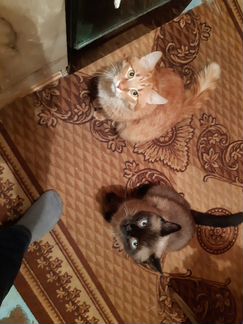Помогите найти новый дом двум прекрасным котикам