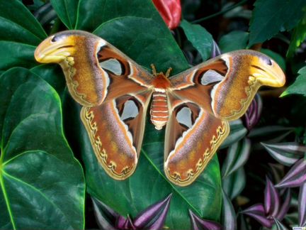 Живые тропические бабочки Наина