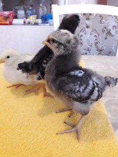 Цыплята Доминанта,Венгерского Великана и Яйцо инку