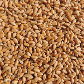 Зерно, пшеница