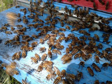 Продам Пчелосемьи