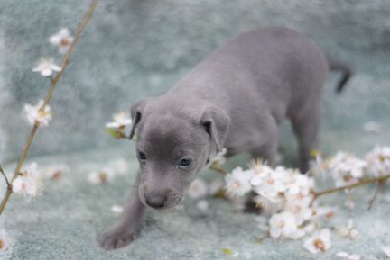 Голубой щенок левретки