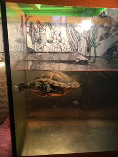 Черепаха с аквариумом и лампой