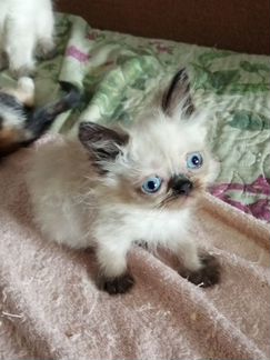 Персидские котята 2,5 месяца