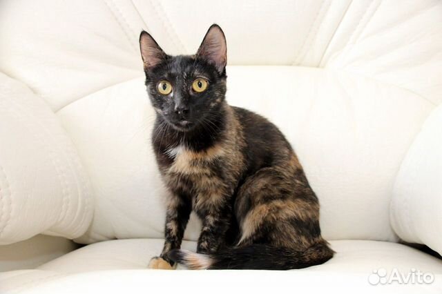 Кошки в добрые руки бесплатно