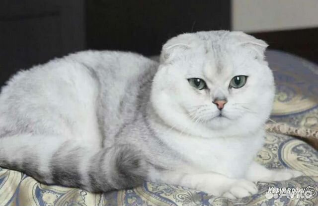 Коты на вязку, котята в продаже