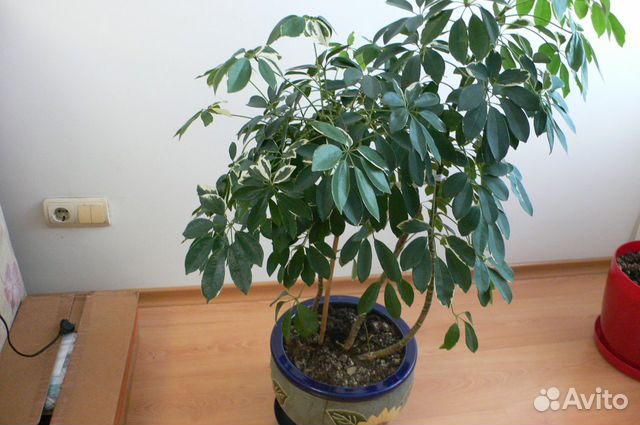 Продается комнатное растение