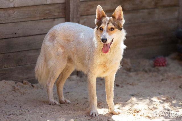 Отдаю собаку маленького размера Трюфеля в дар