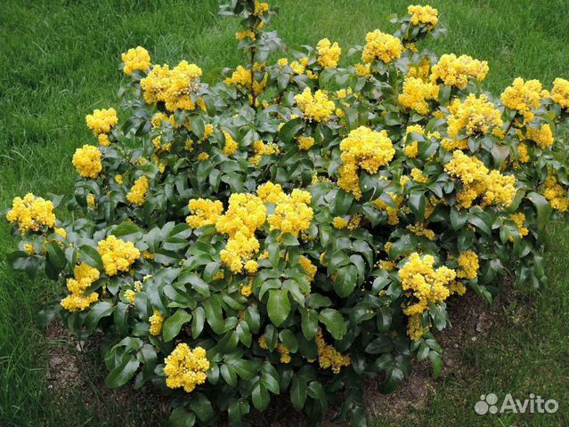 Магония падуболистная