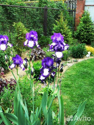 Ирисы