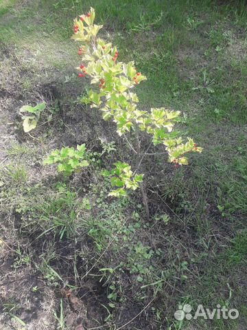 Саженцы рябины, калины и ягоды