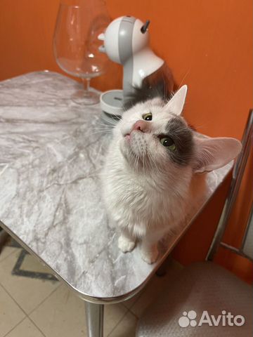 Кошка в добрые руки