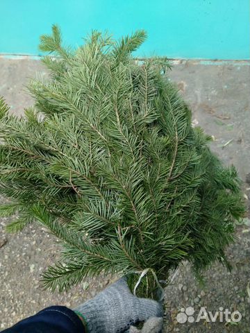 Веники пихта, береза, дуб, можжевельник, клен