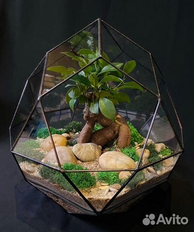 Флорариум Бонсай 