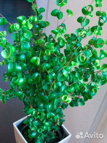 Фикус Барок