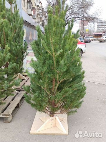 Авито Новогодние Сосны Оптом Авито Новогодние Сосны Оптом