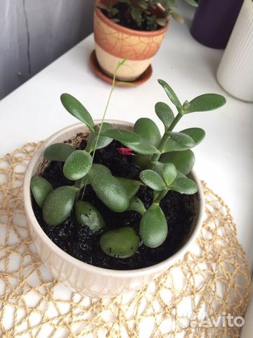 Толстянка / денежное дерево