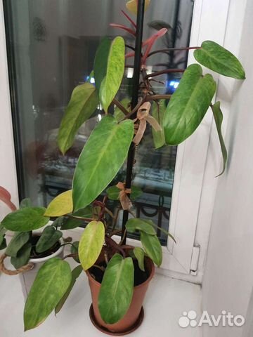 Филодендрон Медуза