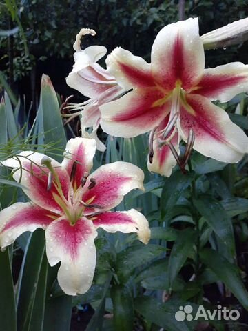 Гиппиаструм