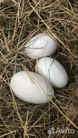Яйцо гусиное домашнее