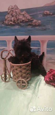 Редкие окрасы йорков