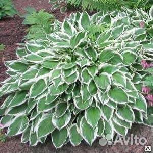 Хоста сортовая