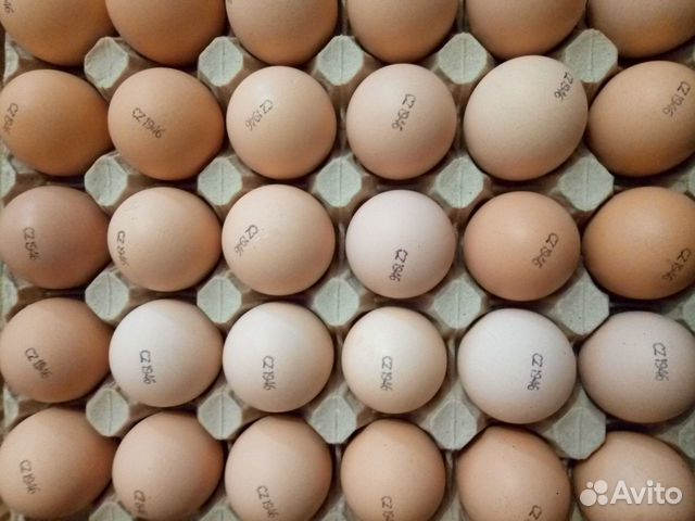 Инкубационное яйцо бройлера Испания,Словакия