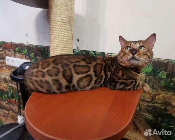 Бенгальский кот вязка кошечек
