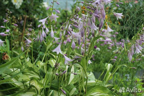 Хоста, лилейник, флоксы, вербена